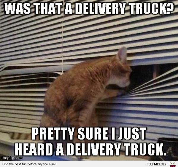 Be clear when the package will arrive, for the cat's sake