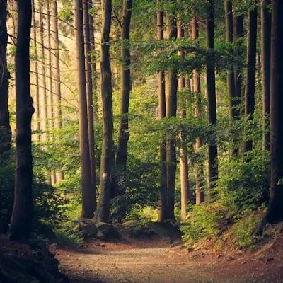 Path through a forest of tall trees