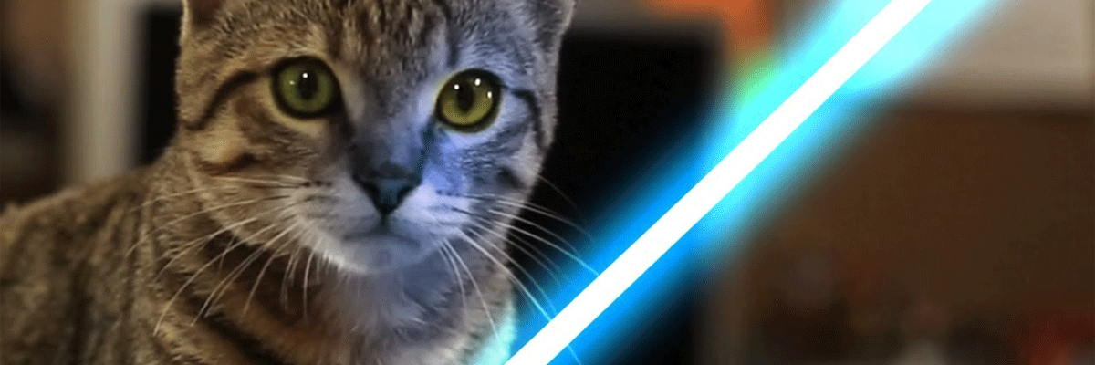 Instant website success? Try Jedi cats.